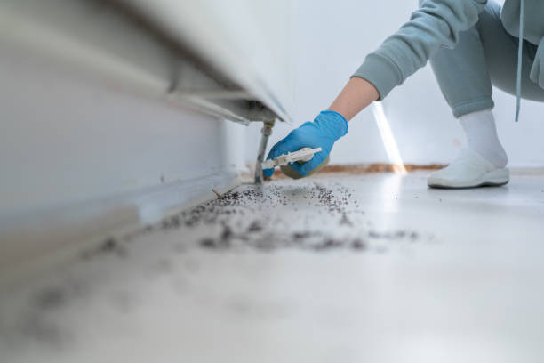 Best Rodent Control Near Me  in Concord, VA